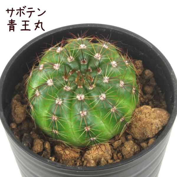 plantsfululu_tnk-mini-som