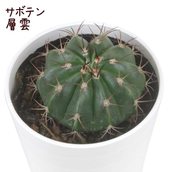 サボテン・層雲【ソウウン メロカクタス 観葉植物 サボテン 多肉植物