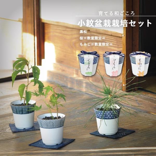 細やかな藍色の小紋がデザインされた染付けの器で黒松・桜・もみじを栽培します。すっきりとしたモダンな和柄は、海外からも人気です。《染付けとは》白色の素地に呉須と言われる藍色に発色する顔料で絵柄を施した日本の伝統的な陶磁器です。【Japanes...