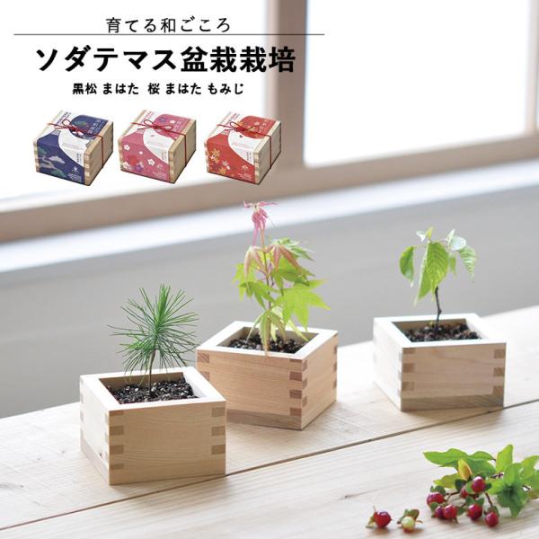 ヒノキ枡で小さな樹木を育てる盆栽栽培セット。和紙の包みを開けるとヒノキがほんのり香る、日本らしい装いです。【Japanese Green Style バリエーション】■GD-84601 黒松 4528757037101■GD-84602 桜...