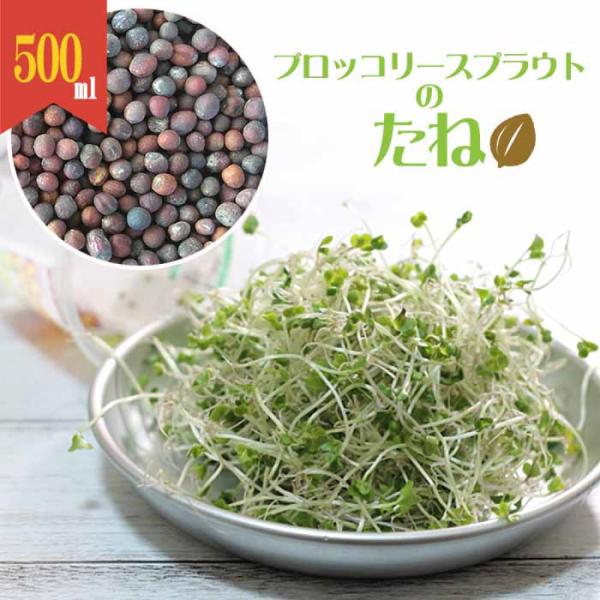 ブロッコリースプラウト 種子 500ml （種のみ） スルフォラファン 含有品種 高発芽率 無種子消毒 非遺伝子組換え 米国産 キッチン栽培 発芽簡単 最短4日収穫