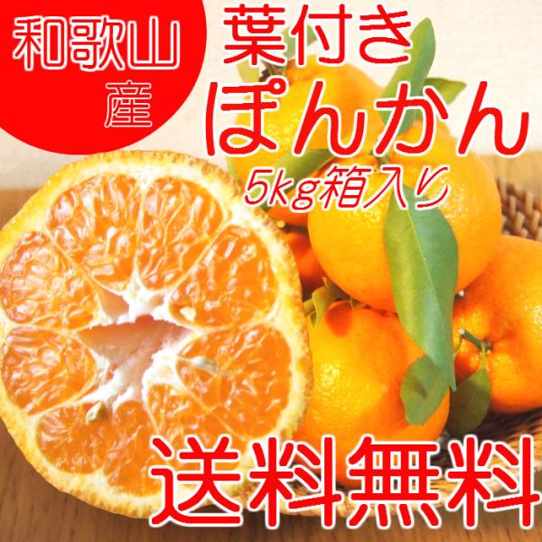 気候温暖な紀州で育った葉付ぽんかん５ｋｇ箱入。【限定１００名様】