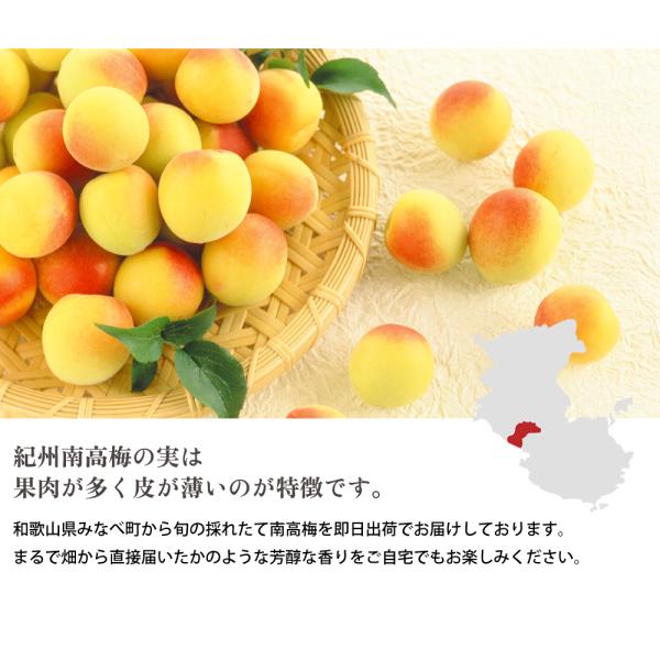 【最高品質】5㎏ 完熟梅 ,【訳あり】5㎏ 青梅  紀州南高梅 青梅・完熟梅 訳あり生梅 紀州南高梅 5kg 熟度・量・粒サイズが