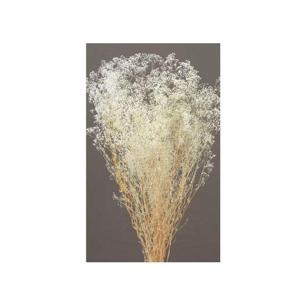 ミニカスミ草 白 00010-010【プリザーブドフラワー・プリザーブド　花材】１束約23g約50cm＊自然の生花や植物を原料としています。サイズ、色、形などは同一ではありません。＊表示について《検索ワード》プリザーブドフラワー　ドライフラ...