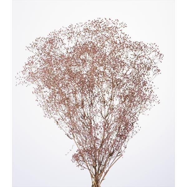 ミニカスミ草 パウダーローズ 00010-212【プリザーブドフラワー・プリザーブド　花材】１束約23ｇ　約50cm＊自然の生花や植物を原料としています。サイズ、色、形などは同一ではありません。＊表示について《検索ワード》プリザーブドフラワ...