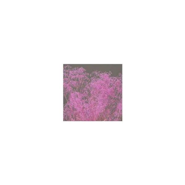 ミニカスミ草 パープル 00010-400【プリザーブドフラワー・プリザーブド　花材】１束約23ｇ　約50cm＊自然の生花や植物を原料としています。サイズ、色、形などは同一ではありません。＊表示について《検索ワード》プリザーブドフラワー　ド...