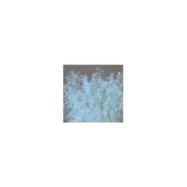 ミニカスミ草 ラベンダー 00010-410【プリザーブドフラワー・プリザーブド　花材】１束約23ｇ　約50cm＊自然の生花や植物を原料としています。サイズ、色、形などは同一ではありません。＊表示について《検索ワード》プリザーブドフラワー　...