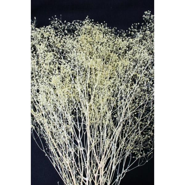 ミニカスミ草 クリーム 00010-510【プリザーブドフラワー・プリザーブド　花材】１束約23ｇ　約50cm＊自然の生花や植物を原料としています。サイズ、色、形などは同一ではありません。＊表示について《検索ワード》プリザーブドフラワー　ド...