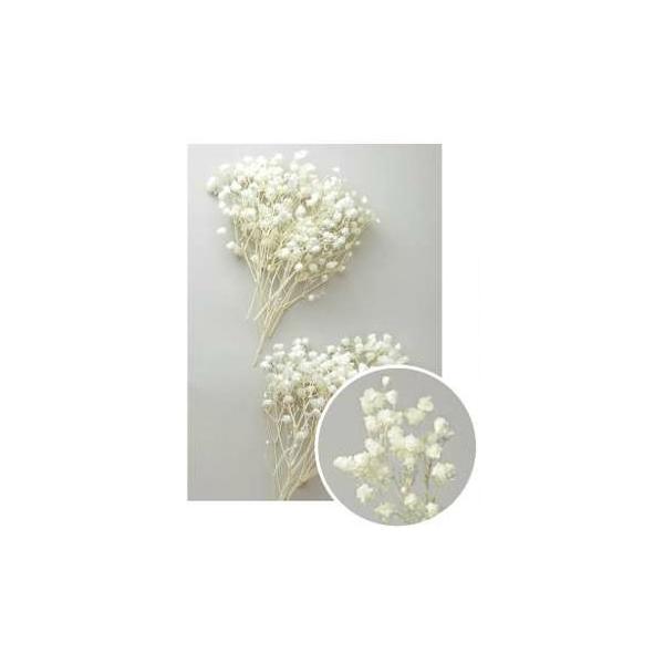 カスミ草・オーバータイム・ヘッド 白 00040-011【プリザーブドフラワー・プリザーブド　花材】１箱約25g＊自然の生花や植物を原料としています。サイズ、色、形などは同一ではありません。＊表示について《検索ワード》プリザーブドフラワー　...