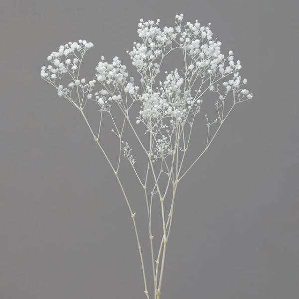 カスミ草・オーバータイム【プリザーブドフラワー・プリザーブド　花材】１束約15g＊自然の生花や植物を原料としています。サイズ、色、形などは同一ではありません。＊表示について《検索ワード》プリザーブドフラワー　ドライフラワー　花材　資材　大地...