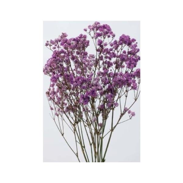 アンティークプリザ・カスミ草 ライラック 00050-470【プリザーブドフラワー・プリザーブド　花材】存在感のある大きな花粒が特徴です。約50cmL/1束(約15g)＊自然の生花や植物を原料としています。サイズ、色、形などは同一ではありま...
