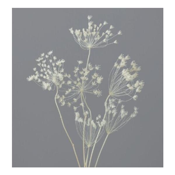 レースフラワー オフホワイト 00310-011【プリザーブドフラワー　花材】１束（約6輪）約20-40cm＊素材の特性上、ちりやすいため丁寧にお取り扱いください。植物からでるくずが付いている場合があります。＊自然の生花や植物を原料としてい...
