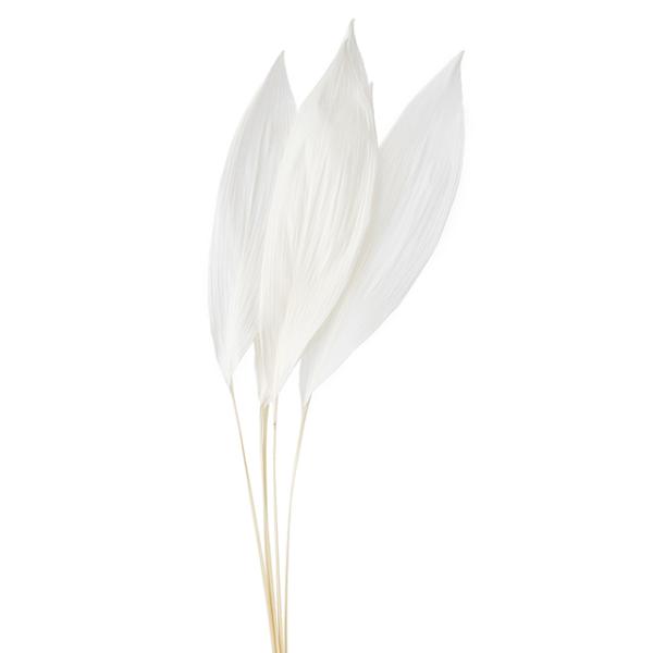 ハラン オフホワイト 01010-011約50-70ｃｍ　1袋（5本）＊葉のサイズは大小個体差があります。＊原材料産地により多少の形状と長さが異なる場合があります。＊自然の生花や植物を原料としています。サイズ、色、形などは同一ではありません...