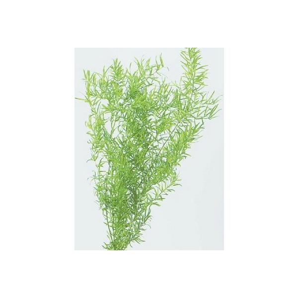 アスパラ・スプリンゲリー ライムグリーン 01080-721【プリザーブドフラワー・プリザーブド　花材】1束（約3本）約40-50ｃｍL＊自然の生花や植物を原料としています。サイズ、色、形などは同一ではありません。＊表示について《検索ワード...