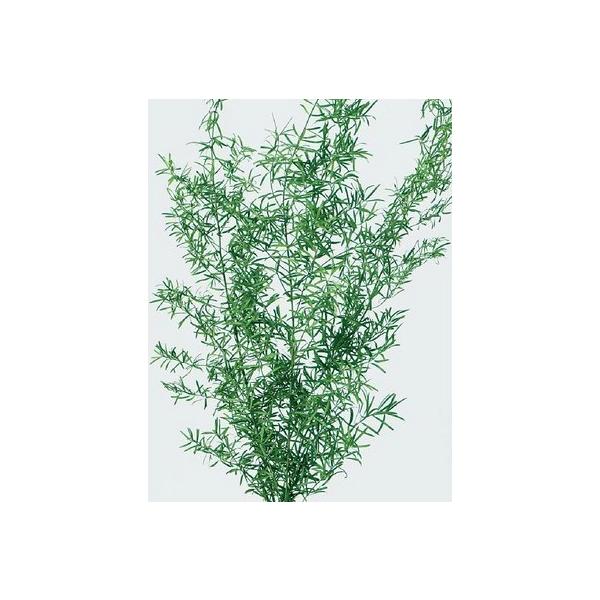 アスパラ・スプリンゲリー フレッシュグリーン 01080-731【プリザーブドフラワー・プリザーブド　花材】1束（約3本）約40-50ｃｍL＊自然の生花や植物を原料としています。サイズ、色、形などは同一ではありません。＊表示について《検索ワ...