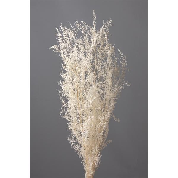 シャワーグラス オフホワイト 01090-011【プリザーブドフラワー・プリザーブド　花材】１束約25g約45-60cm防虫加工＊自然の生花や植物を原料としています。サイズ、色、形などは同一ではありません。＊表示について《検索ワード》プリザ...