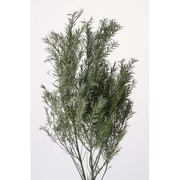 ティーツリー メラレウカ パウダーグリーン Buyee Buyee Japanese Proxy Service Buy From Japan Bot Online