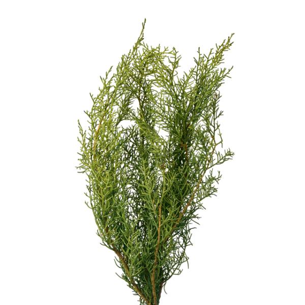 ブルーアイス ライトグリーン 01260-712【プリザーブドフラワー・プリザーブド　花材】1束（約100ｇ）約35-50ｃｍL＊植物の特性上、生産ロットにより濃淡があります。＊原材料産地により多少の形状と長さが異なる場合があります。＊自然...