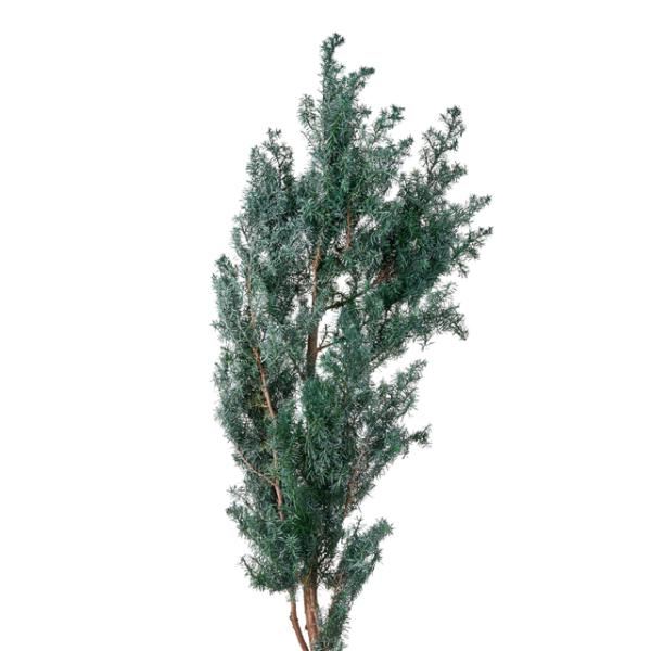 ヒムロスギ シルバーグリーン 01321-790【プリザーブドフラワー・プリザーブド　花材】１束（約60ｇ）約60cmL＊画像2のような茶色い部分が有る場合がございます。　農業製品ですのでご理解の上お買い求め下さい。＊自然の生花や植物を原料...