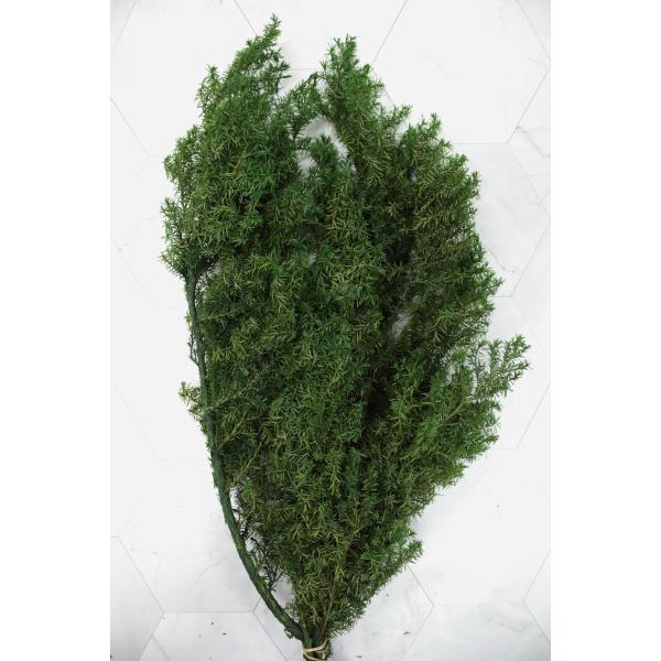 ヒムロスギ・ショート フォレストグリーン 01326-780【プリザーブドフラワー・プリザーブド　花材】1束（約60g入）約20-35ｃｍL＊自然の生花や植物を原料としています。サイズ、色、形などは同一ではありません＊表示について【この商品...