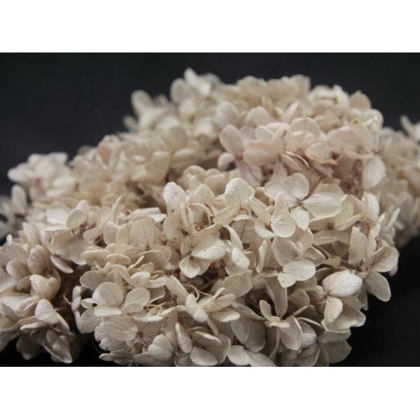 ピラミッドアジサイ・ヘッド シャンパン 01510-081【プリザーブドフラワー・プリザーブド　花材】1箱（約2輪分）＊自然の生花や植物を原料としています。サイズ、色、形などは同一ではありません＊表示について■葉が縮れている物、葉が丸まって...