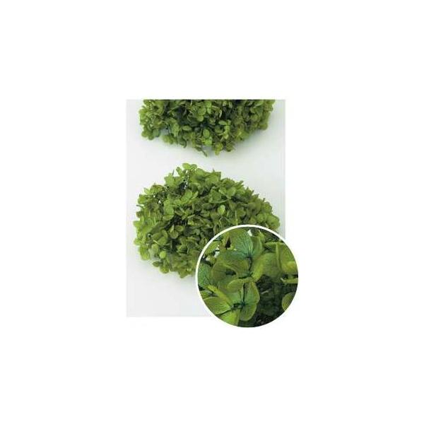 ピラミッドアジサイ・ヘッド グリーン 01510-771【プリザーブドフラワー・プリザーブド　花材】1箱（約2輪分）＊自然の生花や植物を原料としています。サイズ、色、形などは同一ではありません＊表示について■葉が縮れている物、葉が丸まってい...