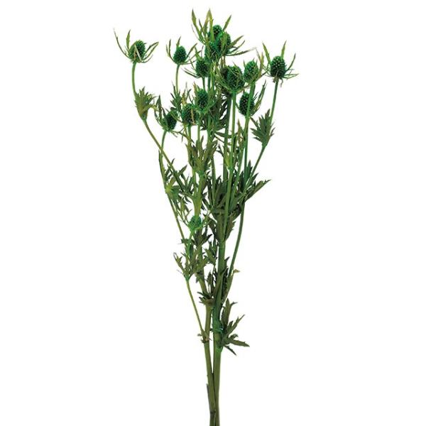 エリンジューム グリーン 01533-700１束 （約35g）約30-50cmL/1束(約2本)＊自然の生花や植物を原料としています。サイズ、色、形などは同一ではありません。＊表示について《検索ワード》プリザーブドフラワー　ドライフラワー　...