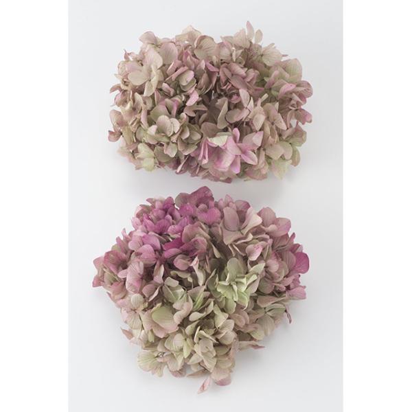 オレガノピンク ソフトゆめアジサイ ヘッド 大地農園 171 花材問屋blossom 通販 Yahoo ショッピング