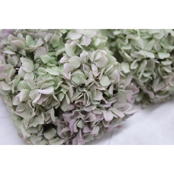 ゆめアジサイ・ヘッド オレガノパープル 01900-471【プリザーブドフラワー・プリザーブド　花材】1箱（約2輪分）＊自然の生花や植物を原料としています。サイズ、色、形などは同一ではありません＊表示について《検索ワード》プリザーブドフラワ...
