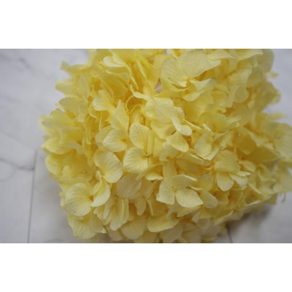 ゆめアジサイ・ヘッド モーニングイエロー 01900-501【プリザーブドフラワー・プリザーブド　花材】1箱（約2輪分）＊自然の生花や植物を原料としています。サイズ、色、形などは同一ではありません＊表示について《検索ワード》プリザーブドフラ...