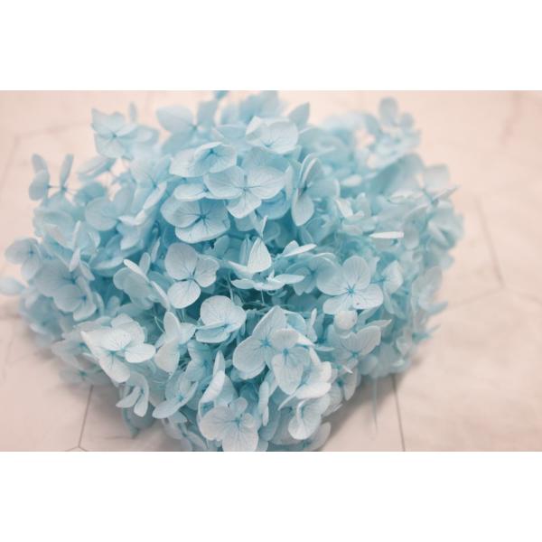アナベル・ヘッド ベビーブルー 02160-621【プリザーブドフラワー・プリザーブド　花材】1箱（約2輪分）＊自然の生花や植物を原料としています。サイズ、色、形などは同一ではありません大地農園＊表示について【この商品はお取寄せになります。...