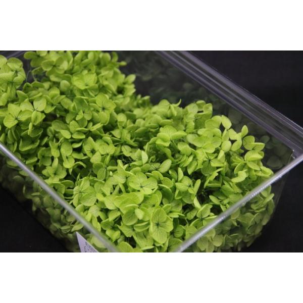 アナベル・ヘッド グリーン 02160-701【プリザーブドフラワー・プリザーブド　花材】1箱（約2輪分）＊自然の生花や植物を原料としています。サイズ、色、形などは同一ではありません大地農園＊表示について【この商品はお取寄せになります。】と...