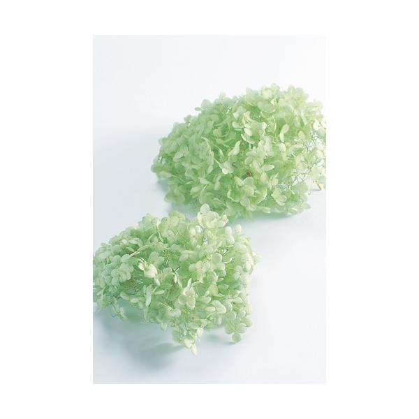 アナベル・ヘッド クリアグリーン 02160-721【プリザーブドフラワー・プリザーブド　花材】1箱（約2輪分）＊自然の生花や植物を原料としています。サイズ、色、形などは同一ではありません大地農園＊表示について【この商品はお取寄せになります...