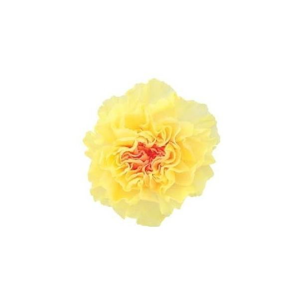 ミニカーネーション・ミルフィーユ イエローロゼ 02181-520【プリザーブドフラワー・プリザーブド　花材】9輪入り直径約3.5-4.5cm＊表示について＊自然の生花や植物を原料としています。サイズ、色、形などは同一ではありません。《検索...