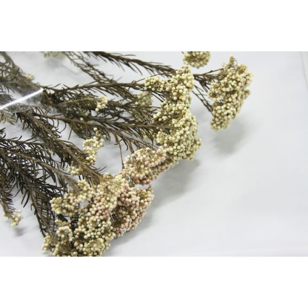 ライスフラワー 白 02320-000【プリザーブドフラワー・プリザーブド　花材】１束約45g約55-60cm＊自然の生花や植物を原料としています。サイズ、色、形などは同一ではありません。＊表示について《検索ワード》プリザーブドフラワー　ド...