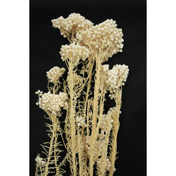 ライスフラワー オフホワイト 02320-011【プリザーブドフラワー・プリザーブド　花材】１束約25g約55-60cm＊自然の生花や植物を原料としています。サイズ、色、形などは同一ではありません。＊表示について《検索ワード》プリザーブドフ...