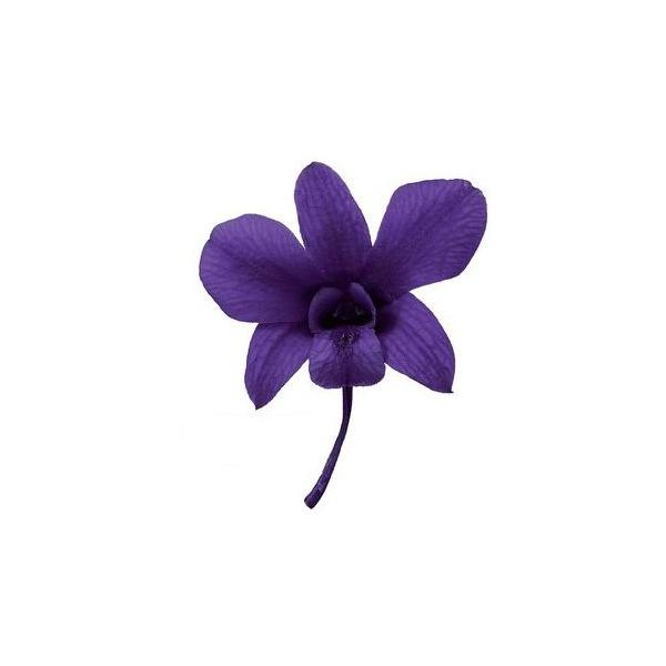 デンファレ グレープ 02390-461【プリザーブドフラワー・プリザーブド　花材】8輪入り直径約3.5-6cm商品によって花びらの開き具合が異なります。＊自然の生花や植物を原料としています。サイズ、色、形などは同一ではありません＊表示につ...