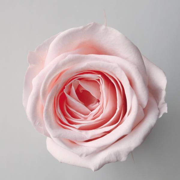 ローズ・サラ ブライダルピンク 02580-101【プリザーブドフラワー・プリザーブド　花材】9輪入り花径:約3.2-4cm　花丈:約2-2.8cmL＊自然の生花や植物を原料としています。サイズ、色、形などは同一ではありません。＊表示につい...