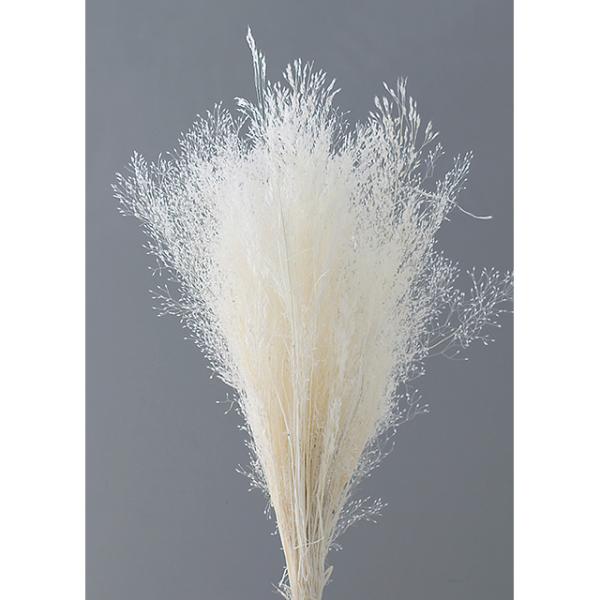 アグロスティス オフホワイト 02833-011【プリザーブドフラワー・プリザーブド　花材】１束約10g約35-40cm＊自然の生花や植物を原料としています。サイズ、色、形などは同一ではありません。＊表示について《検索ワード》プリザーブドフ...