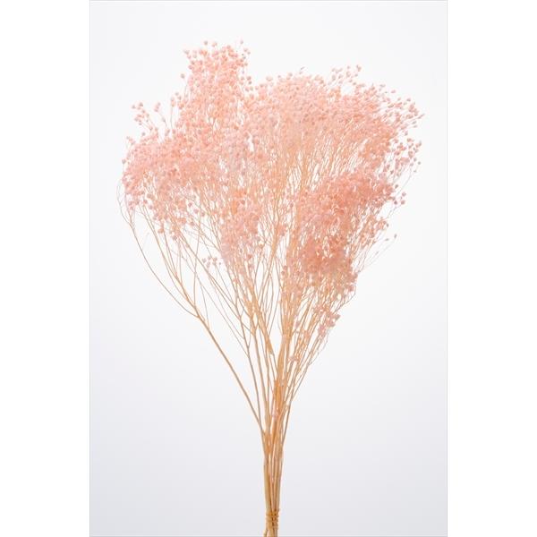 モリソニア ピンク 03300-101【プリザーブドフラワー・プリザーブド　花材】１束約20g約45cm防虫加工＊自然の生花や植物を原料としています。サイズ、色、形などは同一ではありません。＊表示について《検索ワード》プリザーブドフラワー　...