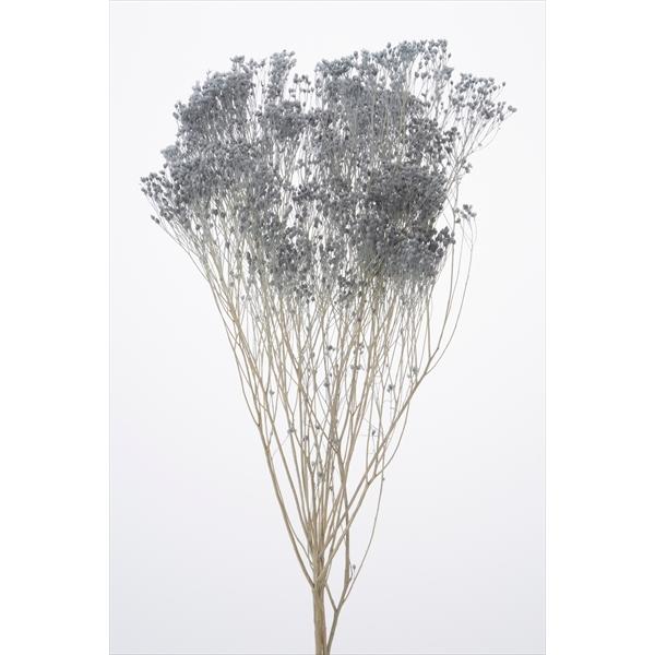 モリソニア スモーキーブルー 03300-641【プリザーブドフラワー・プリザーブド　花材】１束約20g約45cm防虫加工＊自然の生花や植物を原料としています。サイズ、色、形などは同一ではありません。＊表示について《検索ワード》プリザーブド...