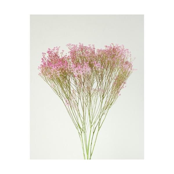 モリソニア ピンク／グリーン 03305-170【プリザーブドフラワー・プリザーブド　花材】１束約20g約45cm防虫加工＊自然の生花や植物を原料としています。サイズ、色、形などは同一ではありません。＊表示について《検索ワード》プリザーブド...