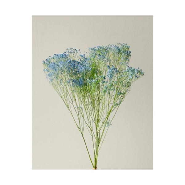 モリソニア ブルー／グリーン 03305-670【プリザーブドフラワー・プリザーブド　花材】１束約20g約45cm防虫加工＊自然の生花や植物を原料としています。サイズ、色、形などは同一ではありません。＊表示について《検索ワード》プリザーブド...