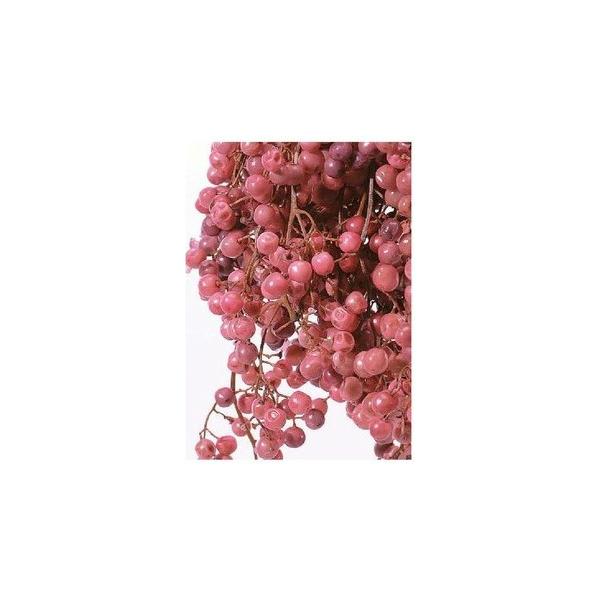 ペッパーベリー・プリザーブド ピンク 03380-100【プリザーブドフラワー・プリザーブド　花材】１束約55g約25-35ｃｍL商品特性上実が落ちたり割れがあります。＊自然の生花や植物を原料としています。サイズ、色、形などは同一ではありま...