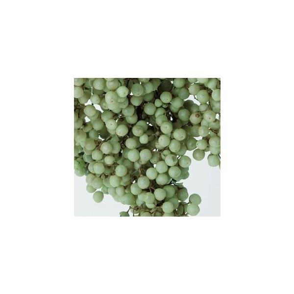 ペッパーベリー・プリザーブド クリアグリーン 03380-721【プリザーブドフラワー・プリザーブド　花材】１束約55g約25-35ｃｍL商品特性上実が落ちたり割れがあります。＊自然の生花や植物を原料としています。サイズ、色、形などは同一で...