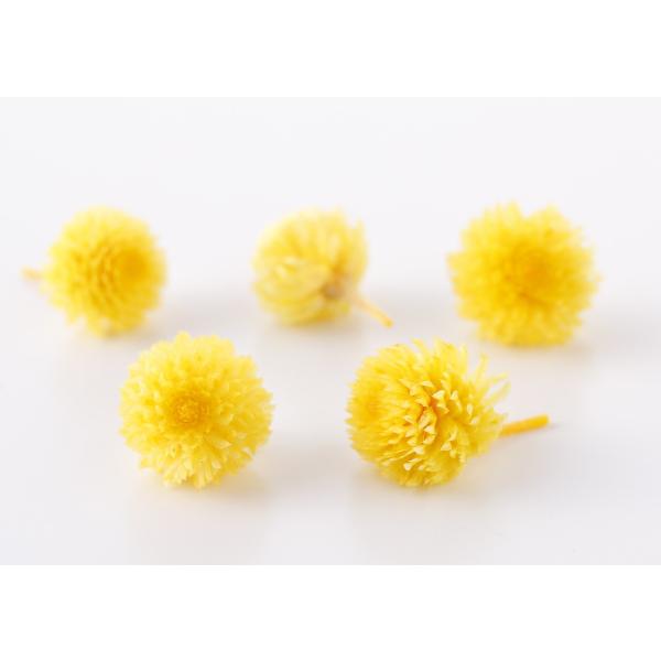 千日紅・プリザーブド・ヘッド ミモザイエロー 03453-5211箱30輪入全長約2-4ｃｍ花サイズ1-3ｃｍ商品特性上実が落ちたり割れがあります。＊自然の生花や植物を原料としています。サイズ、色、形などは同一ではありません。＊表示について...
