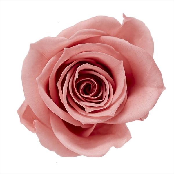 ローズ・いずみ ボンボンピンク 03480-171【プリザーブドフラワー・プリザーブド　花材】9輪入り花径3.5-4.5cm花丈3-3.5m＊自然の生花や植物を原料としています。サイズ、色、形などは同一ではありません＊表示について《検索ワー...