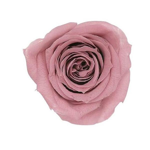 ローズ・いずみ モーブピンク 03480-192【プリザーブドフラワー・プリザーブド　花材】9輪入り花径3.5-4.5cm花丈3-3.5m＊自然の生花や植物を原料としています。サイズ、色、形などは同一ではありません＊表示について《検索ワード...