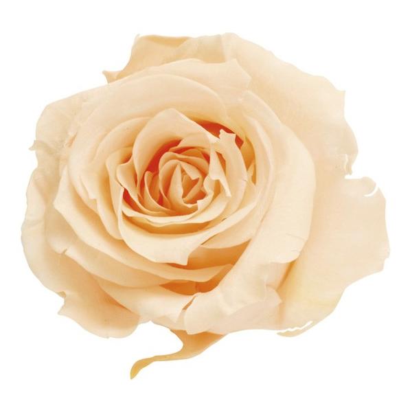 ローズ・いずみ クリーミーピーチ 03480-371【プリザーブドフラワー・プリザーブド　花材】9輪入り花径3.5-4.5cm花丈3-3.5m＊自然の生花や植物を原料としています。サイズ、色、形などは同一ではありません＊表示について《検索ワ...