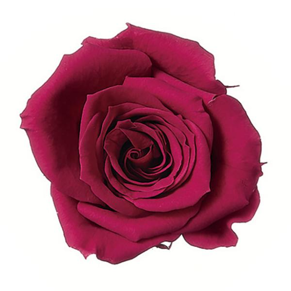 ローズ・いずみ ガーネット 03480-482【プリザーブドフラワー・プリザーブド　花材】9輪入り花径3.5-4.5cm花丈3-3.5m＊自然の生花や植物を原料としています。サイズ、色、形などは同一ではありません＊表示について《検索ワード》...